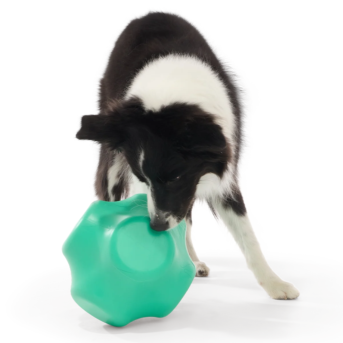 Evergreen Bolder Super Chewer Durable Gnaw Dog Toy