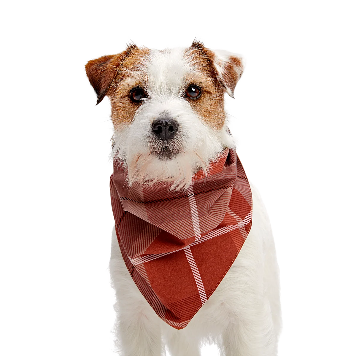 Fall Reversible Dog Bandana