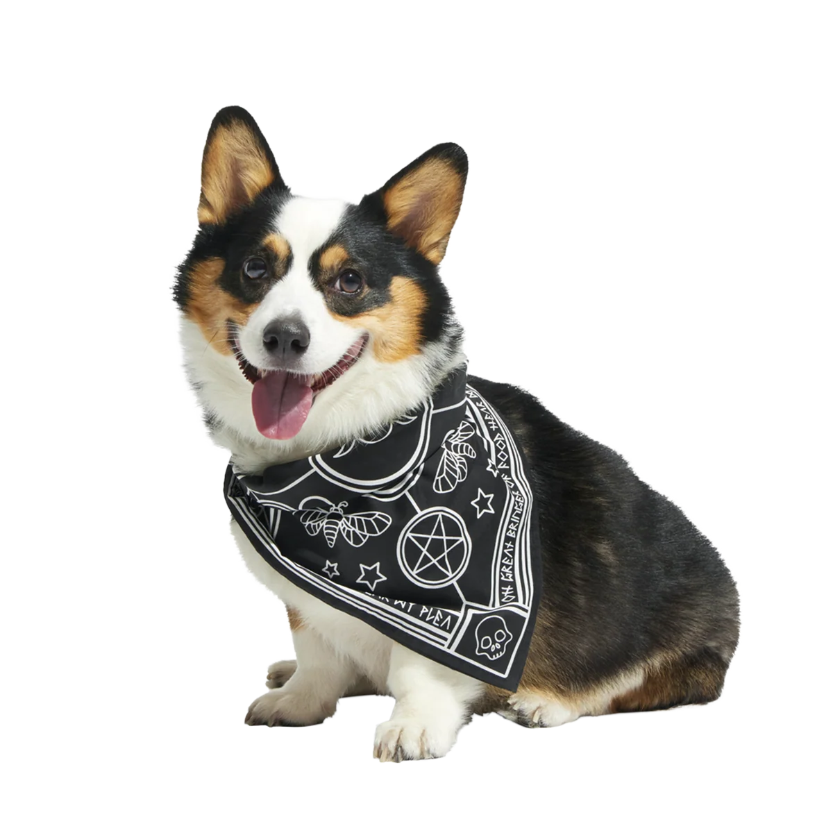 Witch Dog Bandana